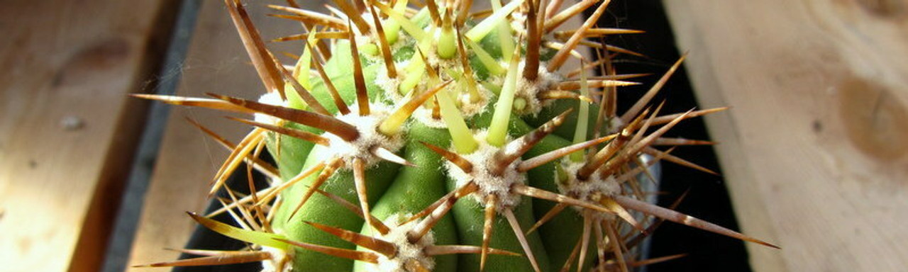 Trichocereus